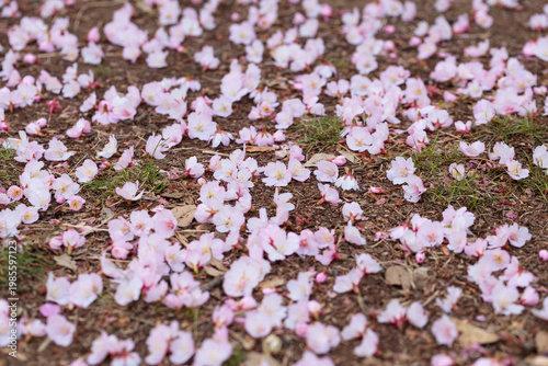 鳥に落とされた画面いっぱいの桜の花