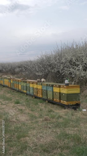 Beehives in mid-April apiary with blooming trees background, spring, Poland.