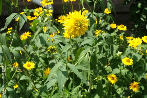 Florescence of yellow Rudbeckia laciniata Goldquelle in mid July