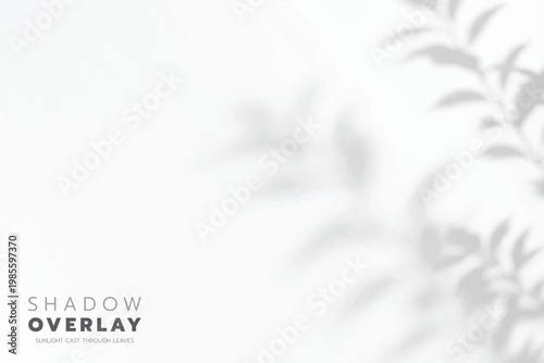 Soft leaf shadows cast on a bright, clean background. The natural sunlight creates an elegant, minimalistic overlay effect, perfect for use in design projects, presentations, social media graphics