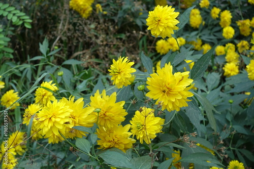 Multiple yellow flowers of Rudbeckia laciniata Goldquelle in mid August