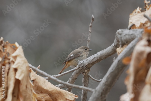 枝に止まるジョウビタキの雌