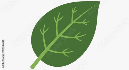 Green spinach leaf vector illustration; fresh and organic nutrition source; detailed botanical art for healthy food promotion; veggie clip art