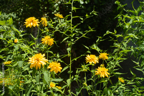 Flowers of Rudbeckia laciniata Goldquelle in mid July