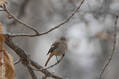 枝に止まるジョウビタキの雌