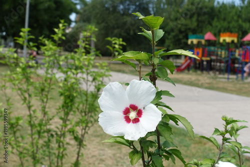 Upright branch of Hibiscus syriacus with white crimsoneyed flower in August