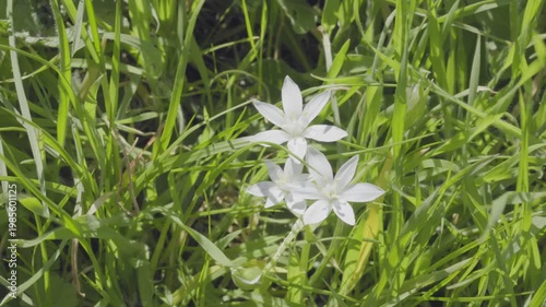 White flowers of star of Bethlehem