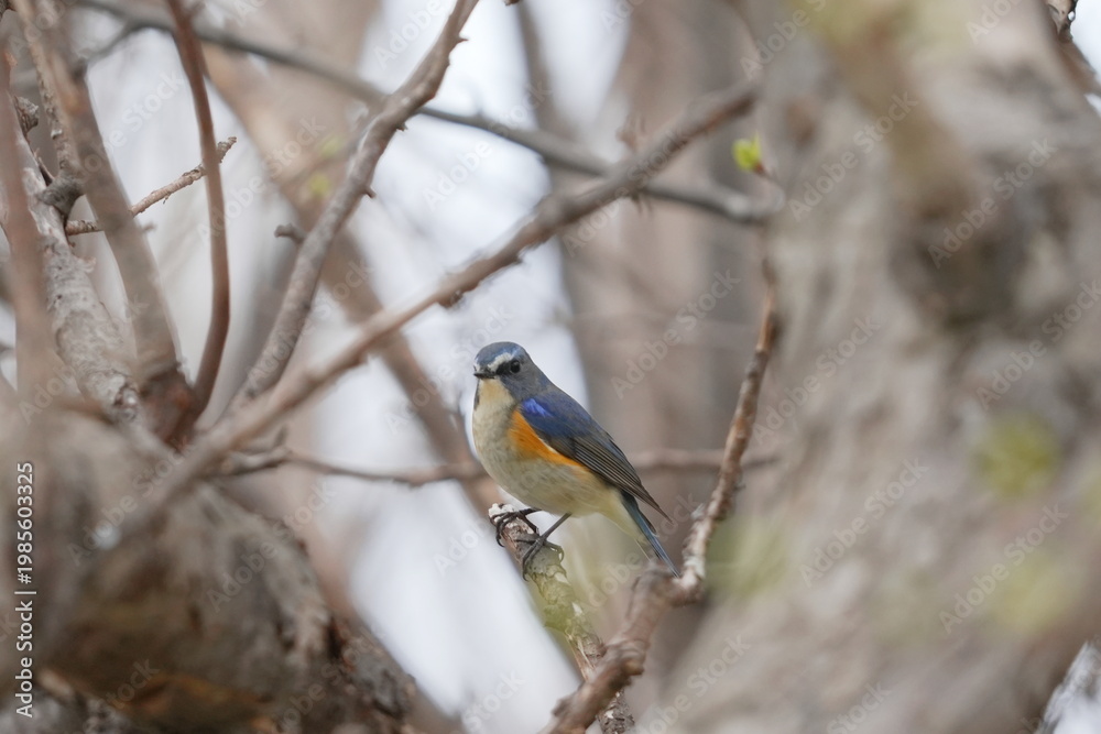 Fototapeta premium red-flanked bluetail