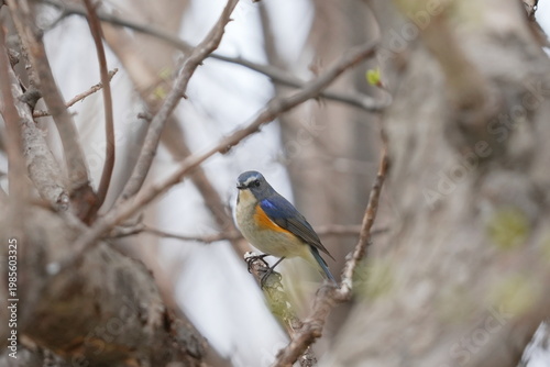枝に止まるルリビタキ