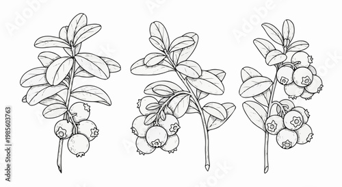 Three delicate line art drawings of branches with ripe berries and leaves
