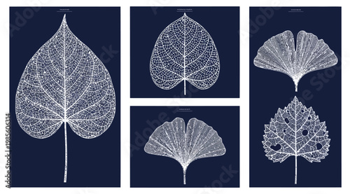 Set of skeleton leaves on dark blue background, botanical illustration of leaf veins, intricate plant structure, natureinspired art, minimalist foliage collection, delicate leaf skeletons