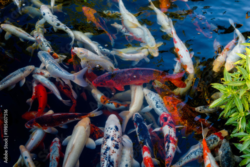 Colorful japanese Koi fish swimming gracefully in a garden pond