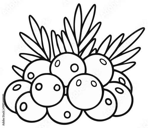 Outlined illustration of sea buckthorn berries and leaves