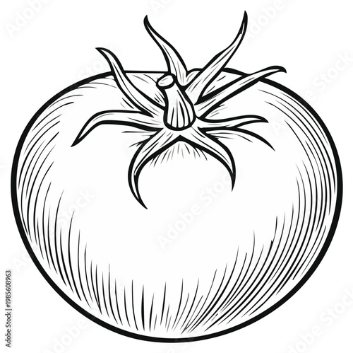 Hand Drawn Sketch of a Ripe Tomato with Stems and Leaves