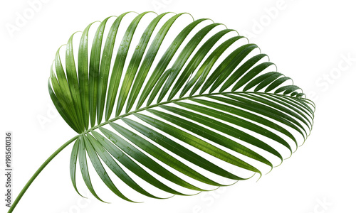 Isolated green palm leaf against transparent background for graphic design