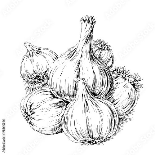 Ink drawing of garlic bulbs illustration with transparent background for design projects