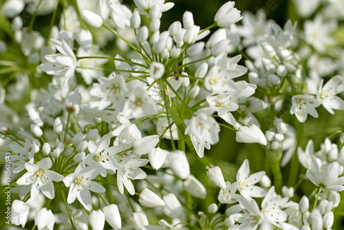 Blooming branch of Naples Garlic (Allium neapolitanum) in spring