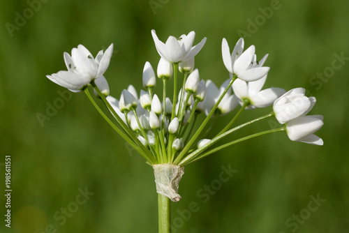 Blooming branch of Naples Garlic (Allium neapolitanum) in spring