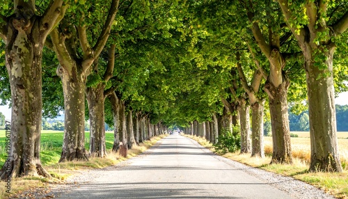 A scenic, long road framed by mature trees creating a tunnel-like effect. Lush green foliage forms a canopy, stretching into the distance