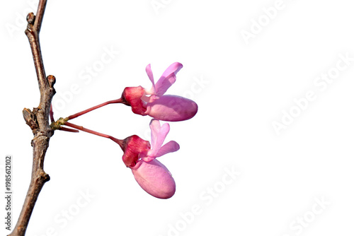 The flowers of a Judas tree (Cercis siliquastrum), also known as the European redbud in spring