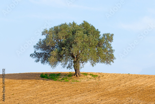 An ancient lonely olive tree (Olea europaea). Olive trees are incredibly resilient and can live for thousands of years, 