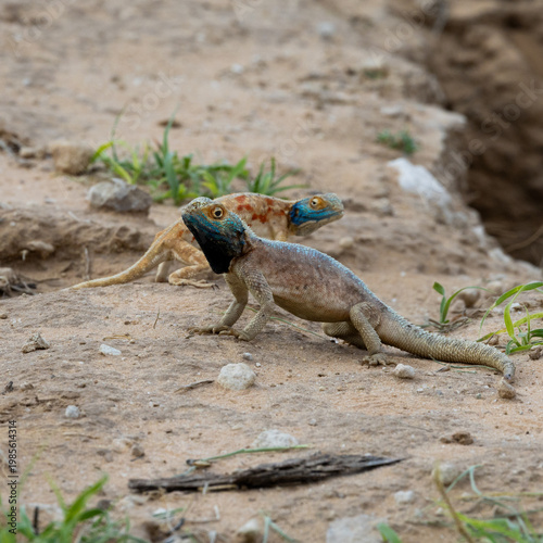 Canvastavla a male and a female common ground agama