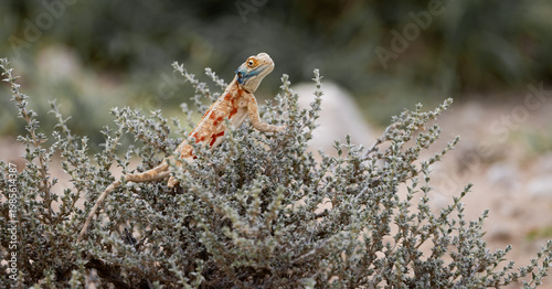 Obraz na plátne a common ground agama in a bush