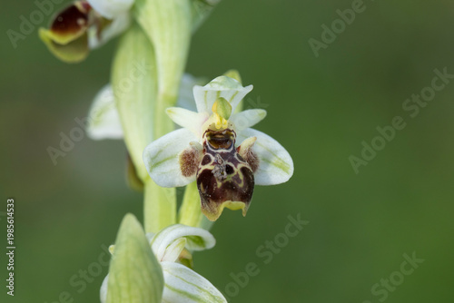 Oriental orchid (Ophrys umbilicata) in field in springtime