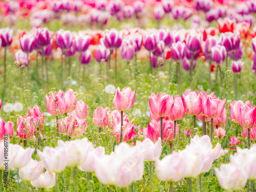 二色のかわいいチューリップ。白、ピンク、紫、赤のカラフルな花。春の公園や花壇を彩る風景。公園のチューリップ畑。自然風景素材