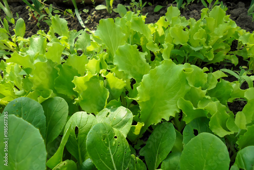 Juicy green lettuce and mustard leaves growing in a greenhouse. A concept for growing eco-friendly greens at home.