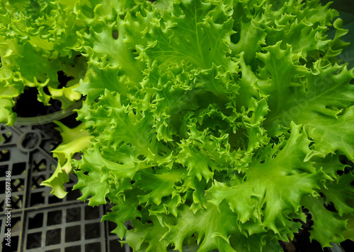 a bush of green, juicy lettuce growing in a pot