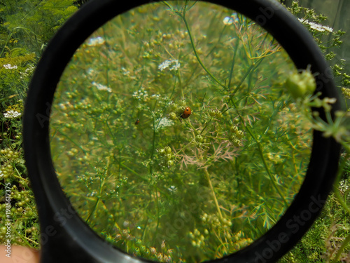 A red ladybug sits on parsley seed pods. It is viewed through a round magnifying glass.
