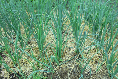 A bed of green onions mulched with dry straw. Organic farming concept.