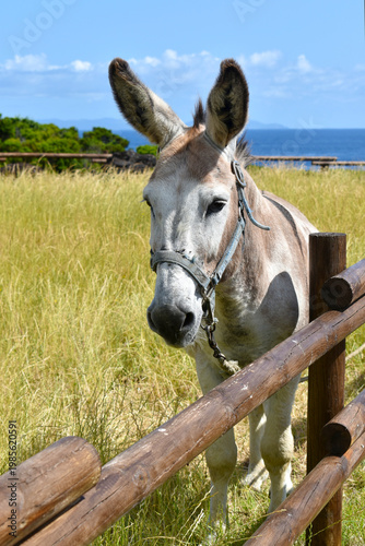 Donkey standing by the fence of a corral with green grass, ocean in the background, Azores