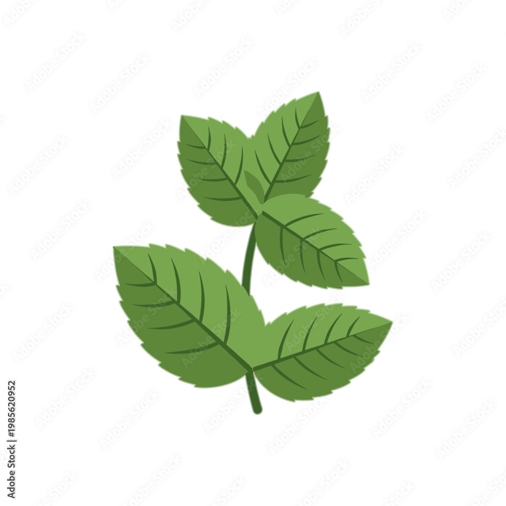Fototapeta premium three green mint leaves isolated on white background vector illustration