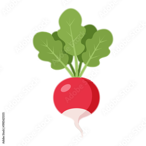beetroot plant with fresh green leaves flat design vector illustration