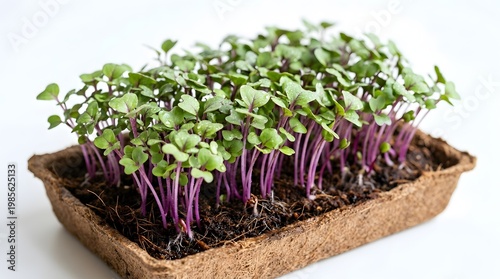 Fresh Red Cabbage Microgreens Growing in Biodegradable Fiber Tray