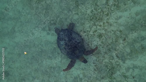 Sea turtle swimming in plastic polluted ocean water. Smooth aerial view drone