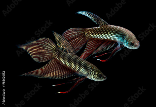 Foto Wild betta fish swimming over black background