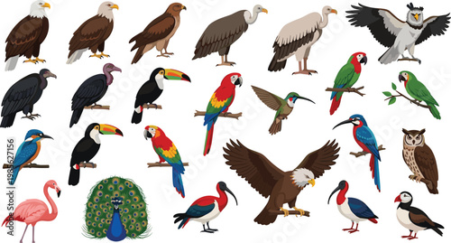 Bird Species Illustration Set Featuring Eagle Parrot Toucan Owl Flamingo Peacock and Exotic Wild Birds for Nature Education Design and Wildlife Projects