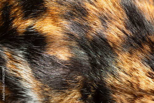 Abstract background of cat fur texture in black and brown colors. Close-up macro of animal hair pattern, natural soft texture, warm tones. Ideal for design, background, textile and creative projects.