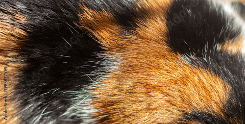 Abstract background of cat fur texture in black and brown colors. Close-up macro of animal hair pattern, natural soft texture, warm tones. Ideal for design, background, textile and creative projects.