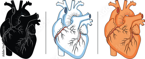 Human Heart Anatomy Illustration Set with Black Silhouette Blue Medical Diagram and Orange Organ Vector Design Collection