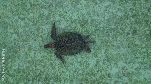 Sea turtle swimming in plastic polluted ocean water. Dramatic aerial view drone