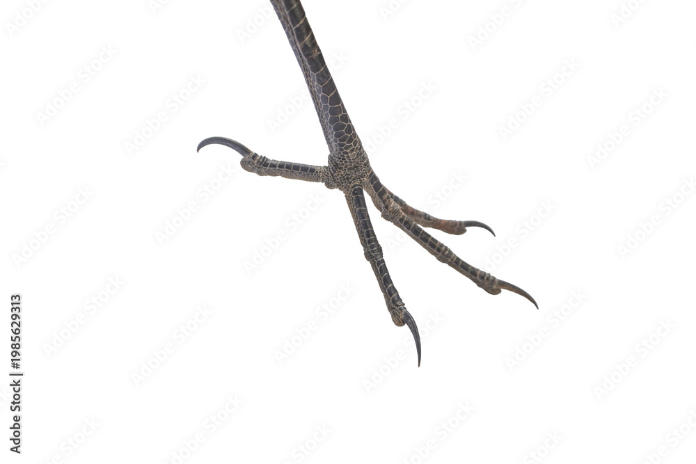Obraz premium Profile view of raptor leg and talons on png background.