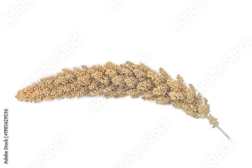 Obraz na plátně Curved spray of fox-tail millet grain for rustic decor on png background
