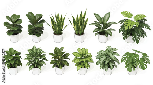 Collection of various indoor potted plants in white pots