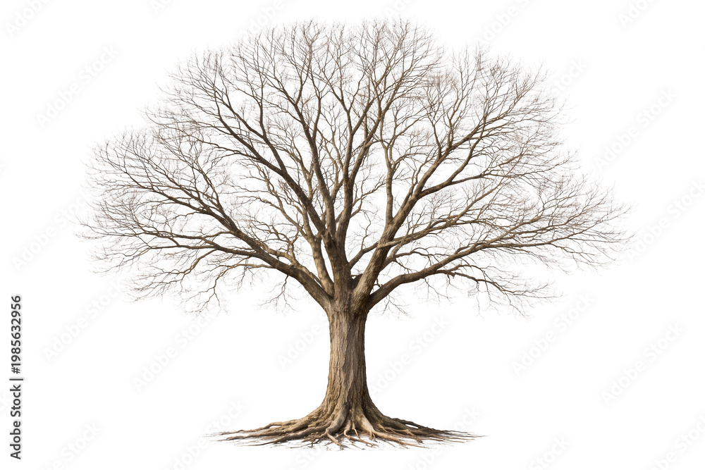 Obraz premium Leafless Tree with Exposed Roots on Black Background