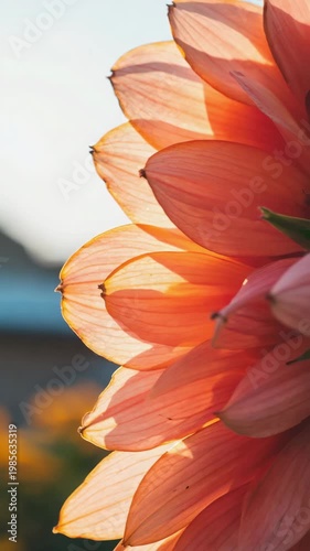 A beautiful macro shot of backlit orange flower petals