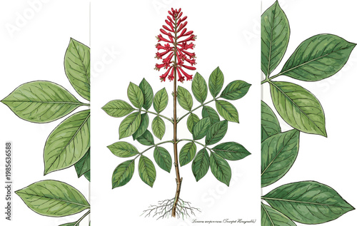 Botanical coral tree illustration, red tubular flowers with compound leaves, detailed plant drawing with roots, scientific botanical artwork composition